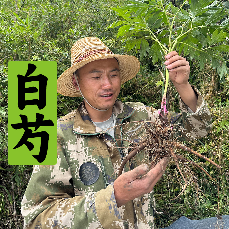 【白芍】甘肃大山非种植多年生的白勺，勺药，赤芍