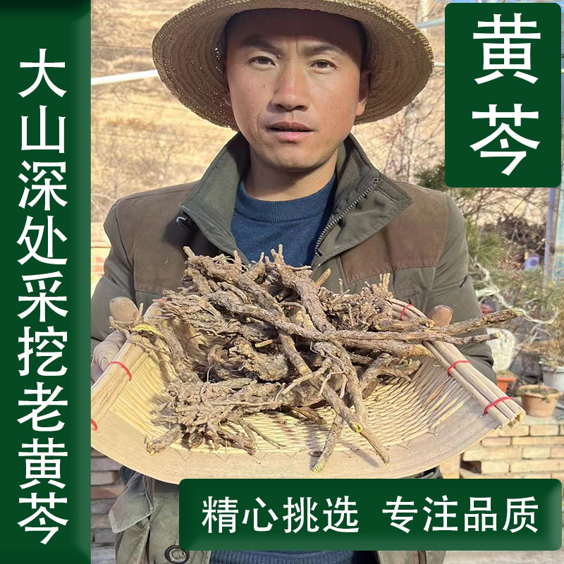 【老黄芩】甘肃大山采挖老黄芩【非种植】500克新货包邮
