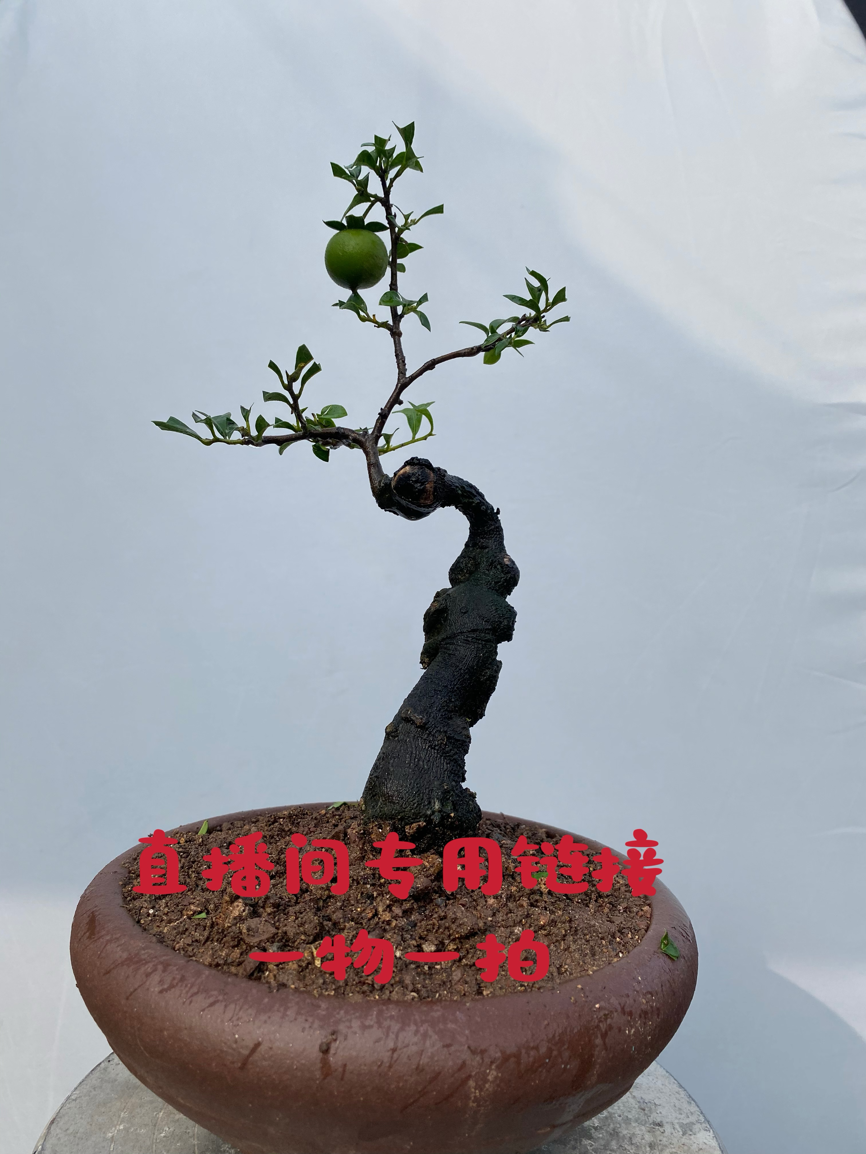 金弹子盆景 直播间一物一拍链接