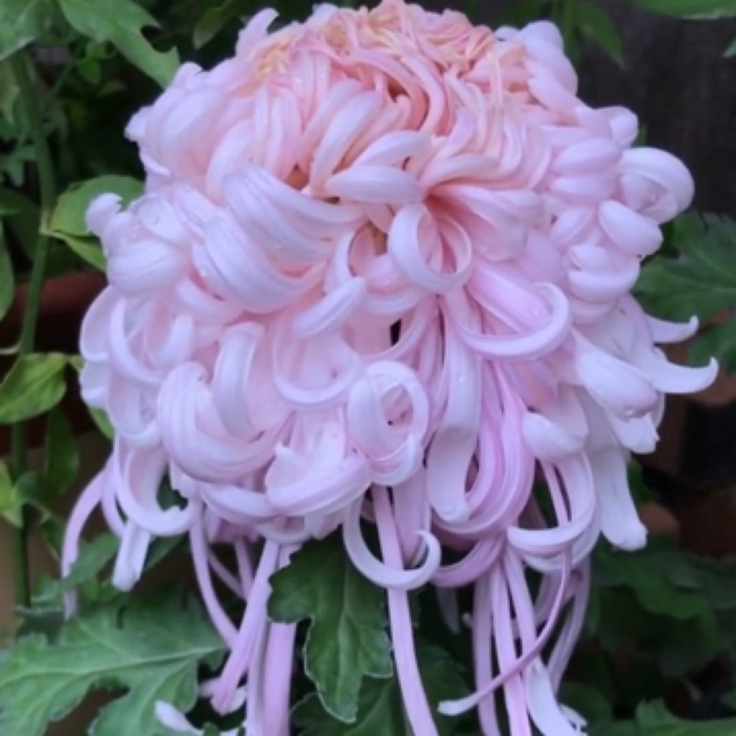 （盘龙嫦娥）菊花盆栽大花多年生宿根花卉耐寒耐热好养
