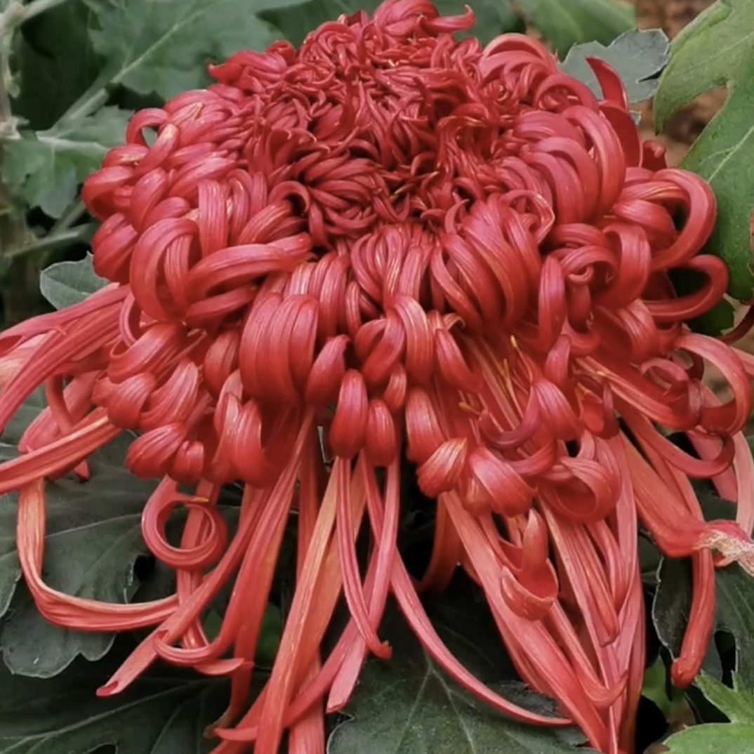 （极乐殿）多年生植物室内室外种植