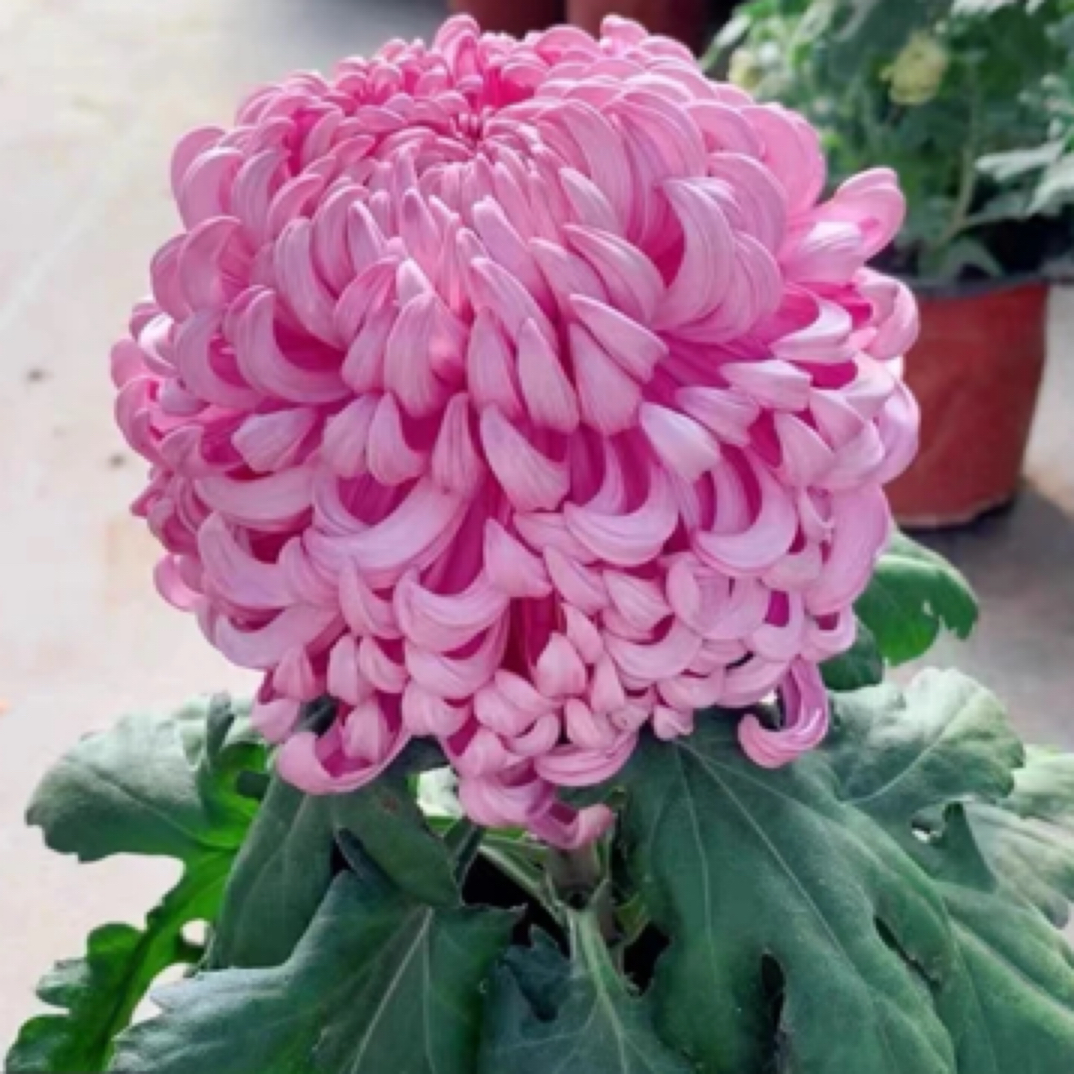 （独头粉国华）多年生植物