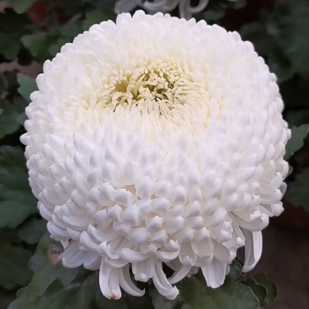 （洹水映日）菊花盆栽大花多年生耐寒好养绿植花卉带花苞发货