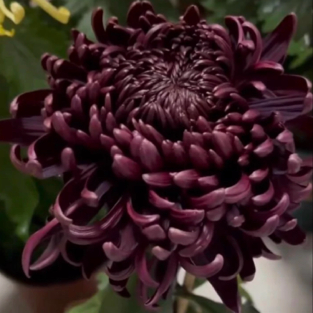 （墨萍）大花多年的菊花盆栽耐寒好养