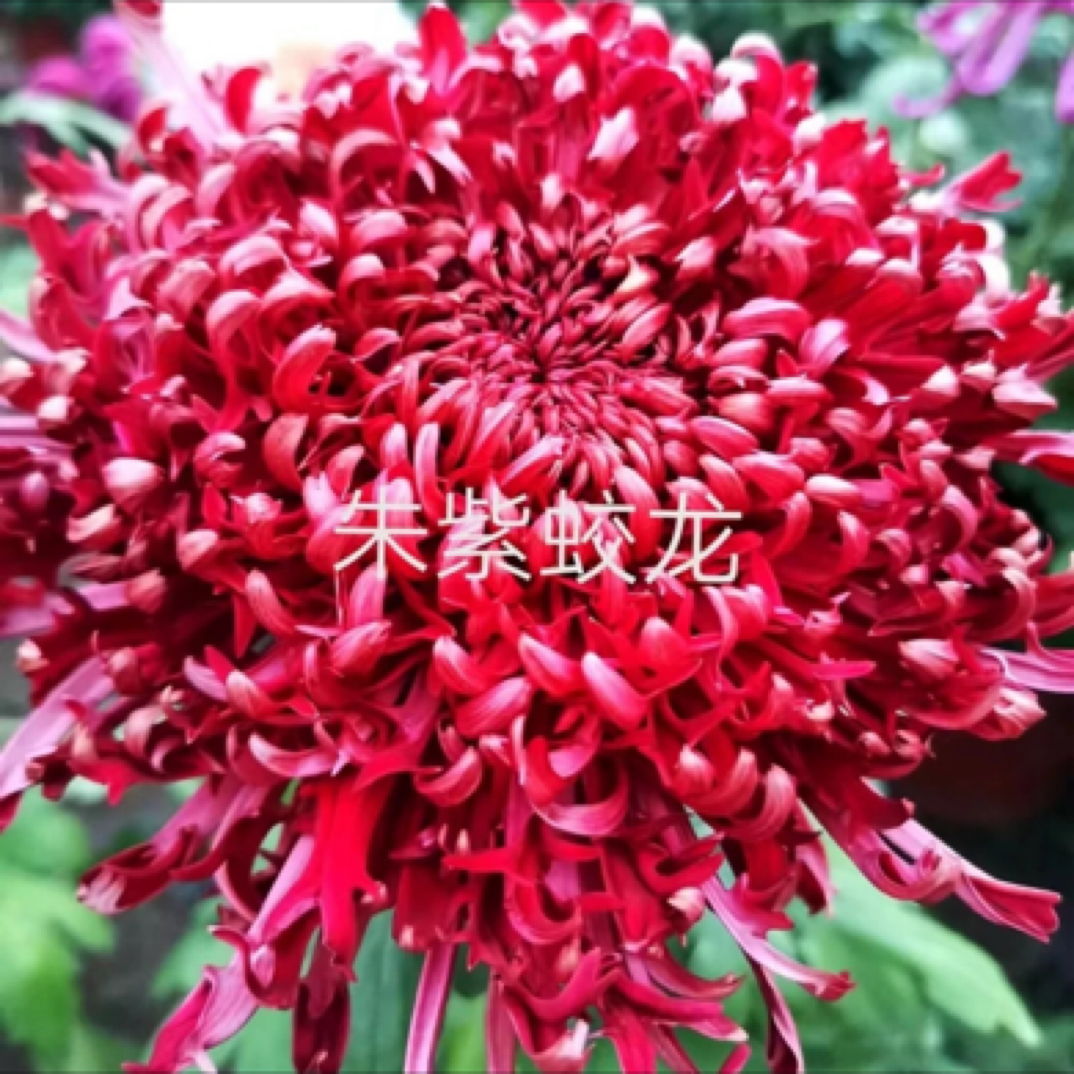 【朱紫蛟龙】菊花盆栽带花苞发货新手好养活室内外耐寒花卉大花绿植
