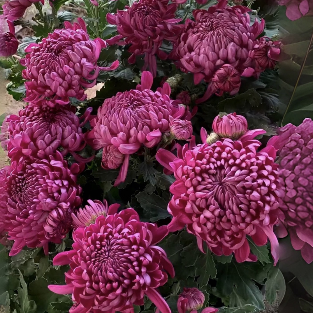 （紫绣球）菊花盆栽大花多年生耐寒好养绿植花卉带花苞发货