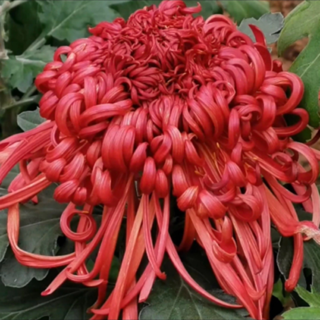 （独头极乐殿）多年生菊花盆栽宿根花卉耐寒好养