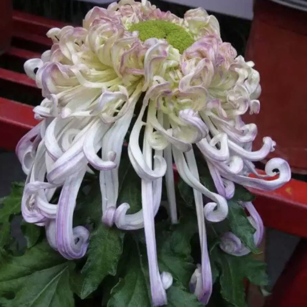 （沽水流霞）丝菊大花多年生植物室内室外种植