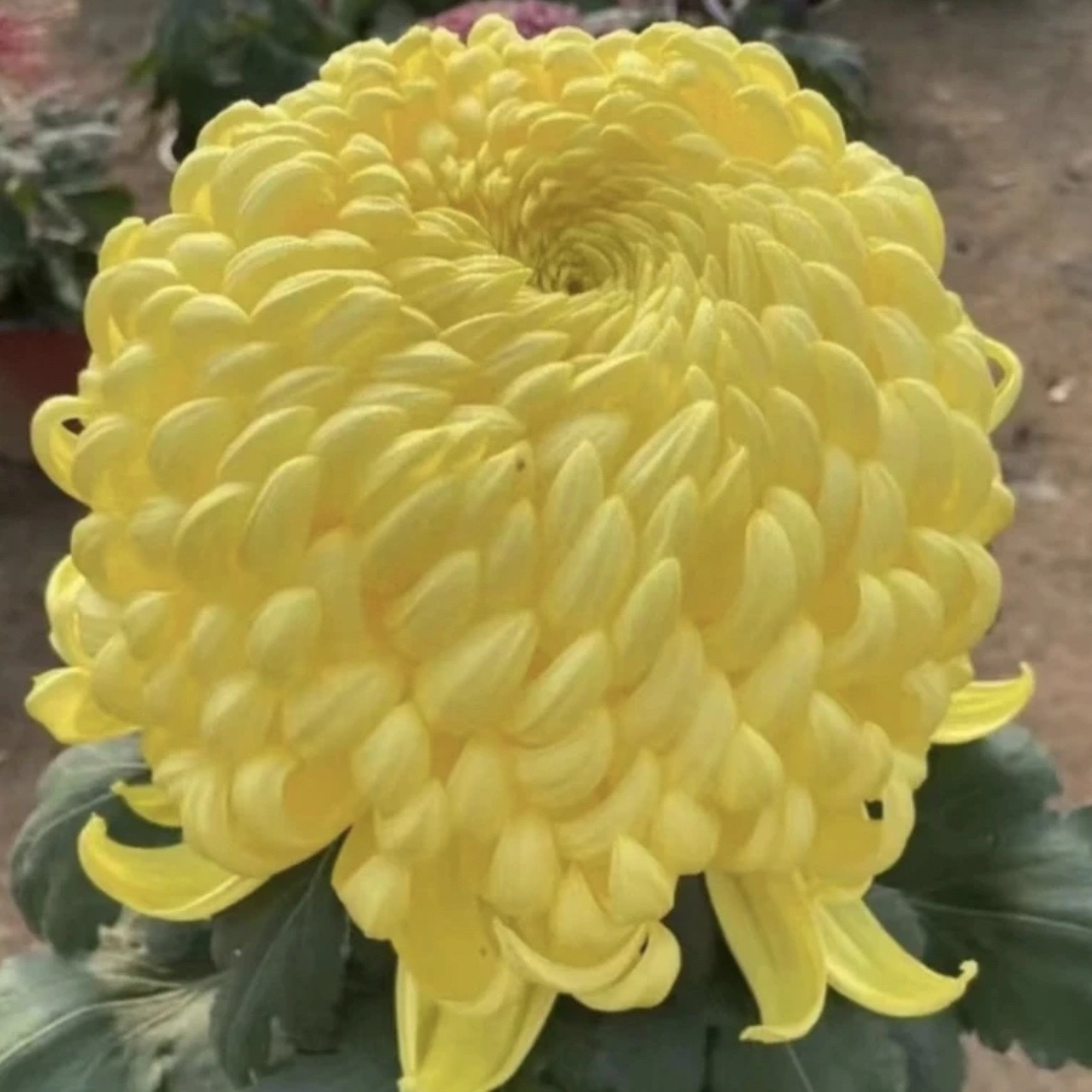 （黄国华）菊花盆栽大花多年生耐寒好养绿植花卉带花苞发货