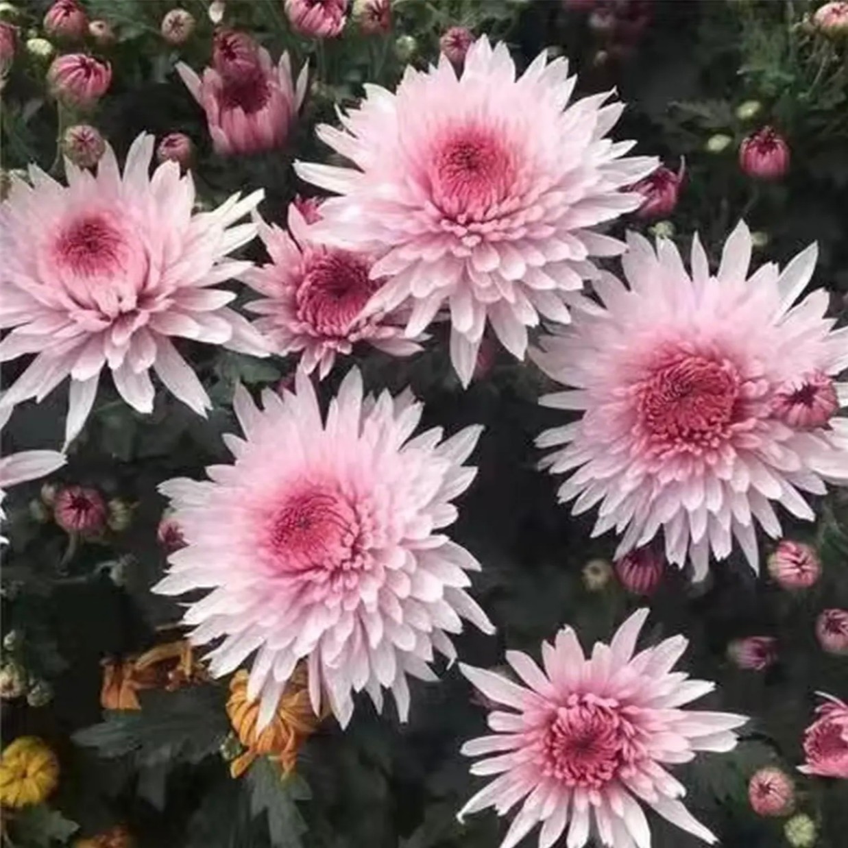 【荷塘月色】菊花盆栽多年生耐寒好养绿植花卉带花苞发货