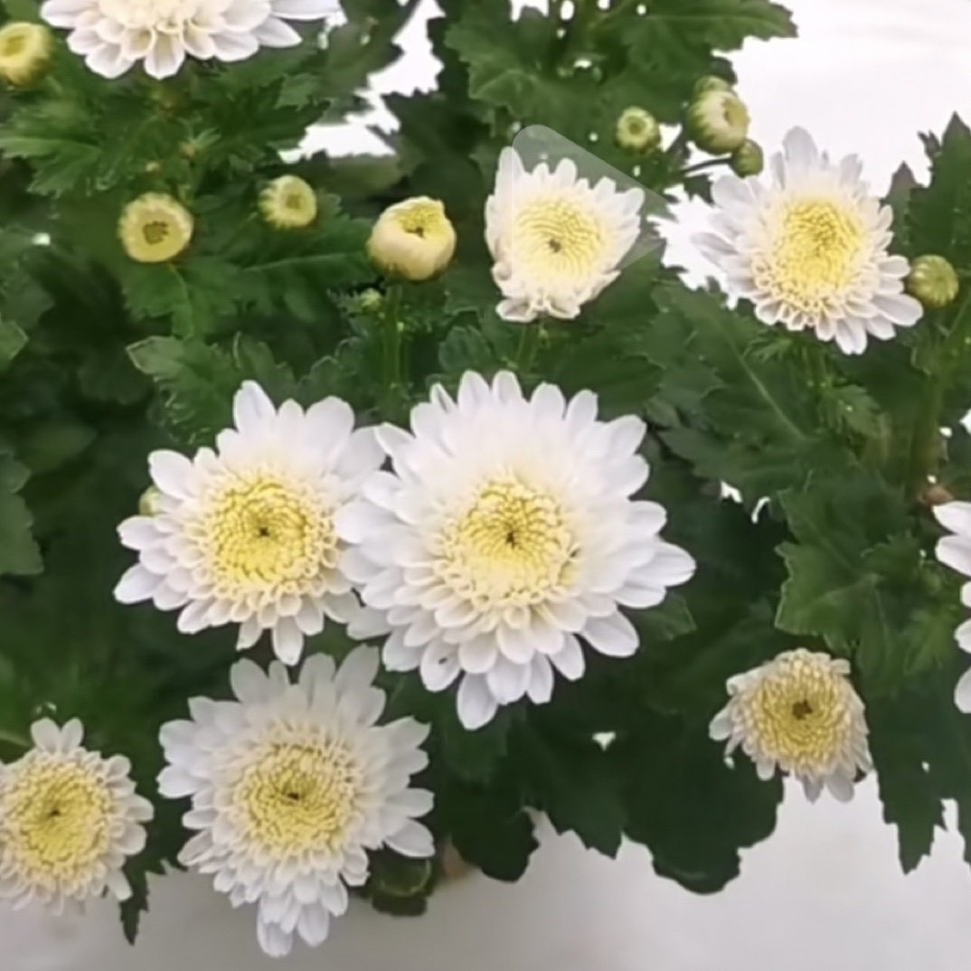 （白雪莲）菊花盆栽大花多年生耐寒好养绿植花卉带花苞发货