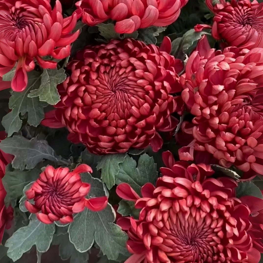 【红绣球】菊花盆栽大花多年生耐寒好养绿植花卉带花苞发货