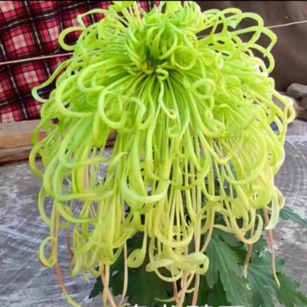 （盘龙碧玉）菊花盆栽大花多年生耐寒好养绿植花卉带花苞发货