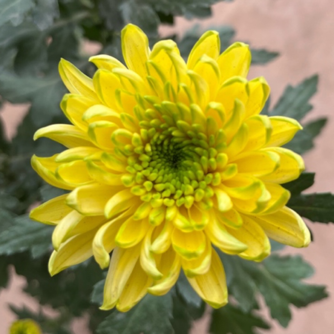 （黄天赞）多年生植物宿根花卉菊花盆栽