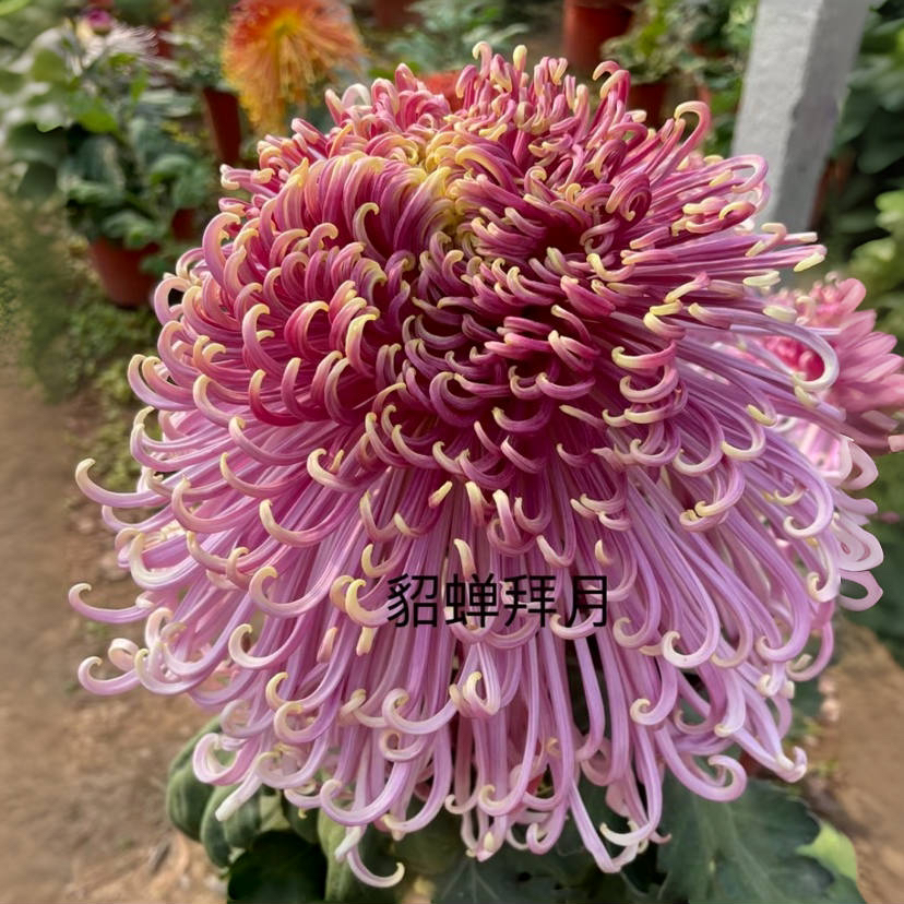 （貂蝉拜月）多年生宿根花卉菊花盆栽植物室内室外种植
