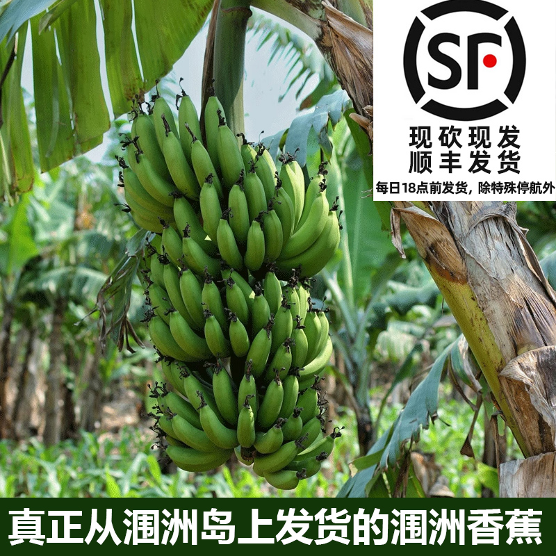 广西北海涠洲岛火山生态青皮香蕉无添加剂水果（生香蕉)顺丰快递