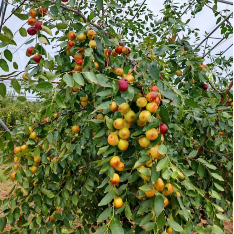 [枣]二代沾化冬枣盆景绿植