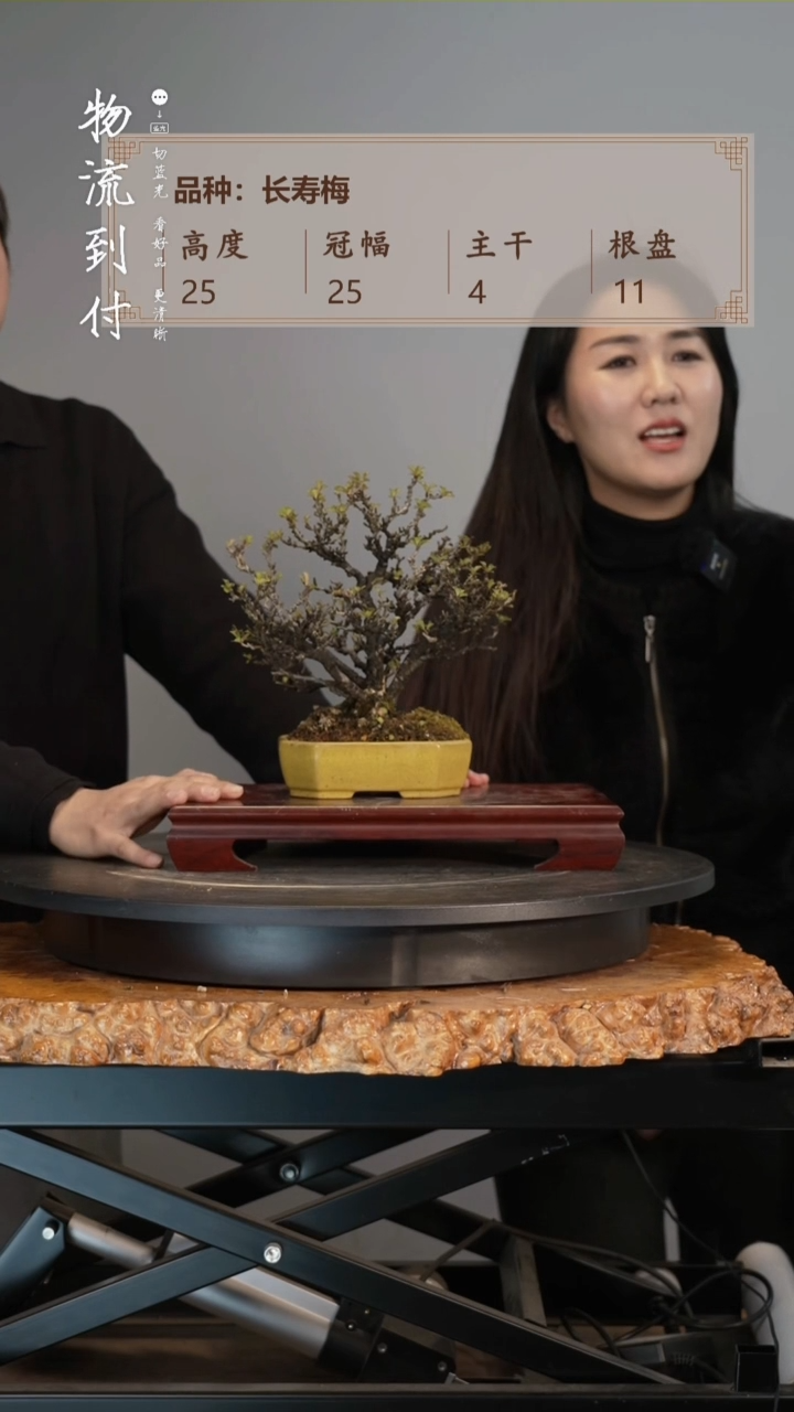 【闪购商品】长寿梅长寿梅