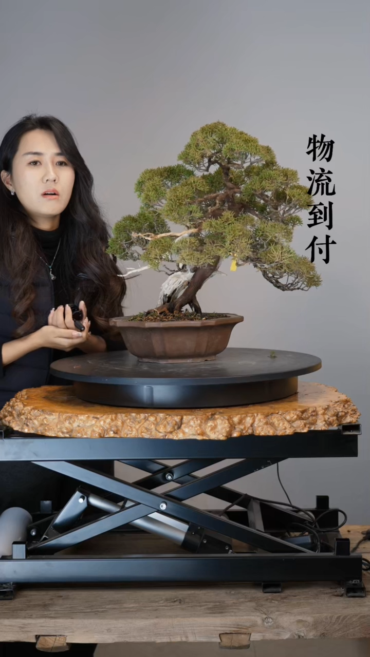 【闪购商品】真柏Z4675