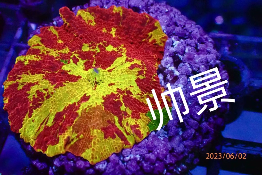 海缸基座透水基座珊瑚断枝基座硬骨软骨