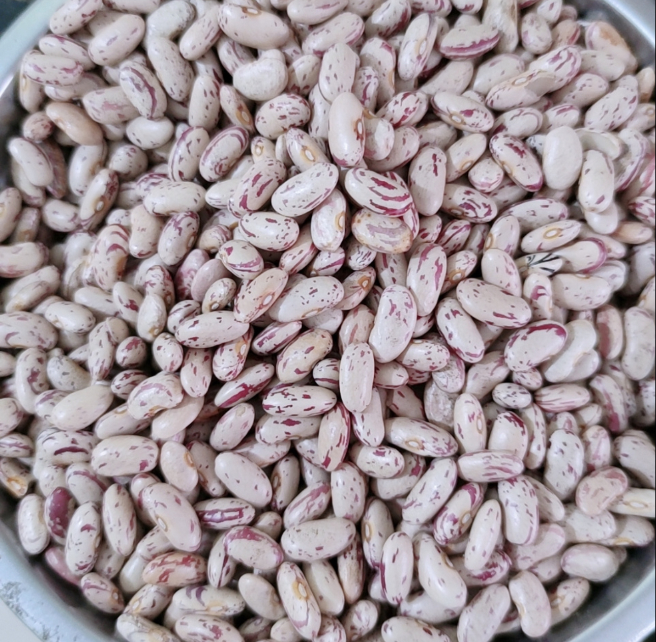 白奶花饭豆250克籽不爬蔓