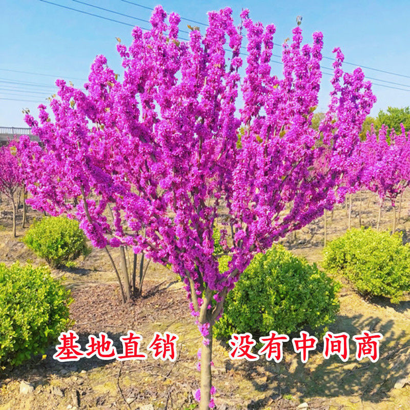 紫荆花树苗紫荆花盆栽紫色绿植大型花卉紫荆花盆景盆栽满条红苗木