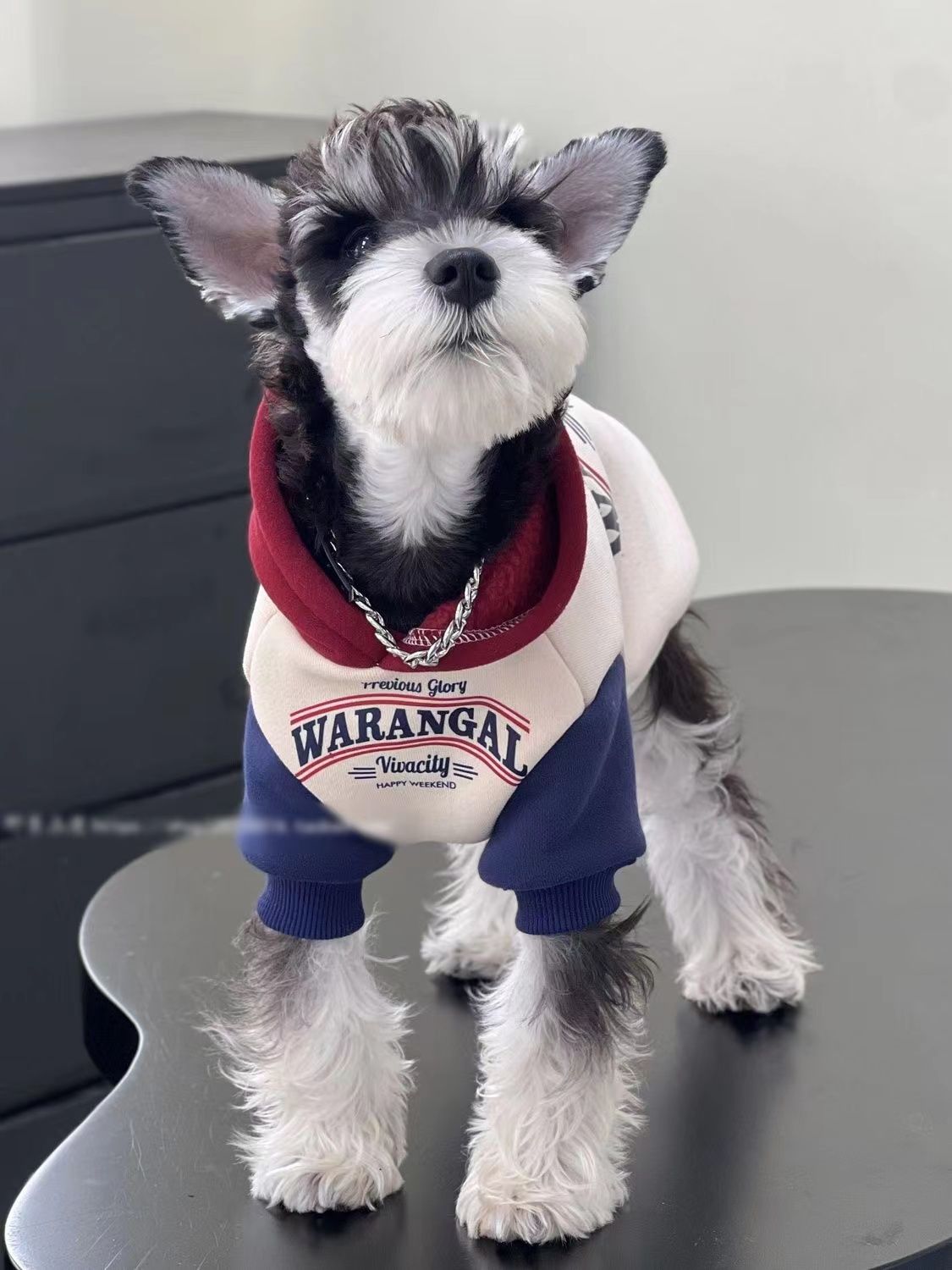 拼色加绒中小型犬小狗狗衣服泰迪比熊博美雪纳瑞衣服宠物卫衣秋冬