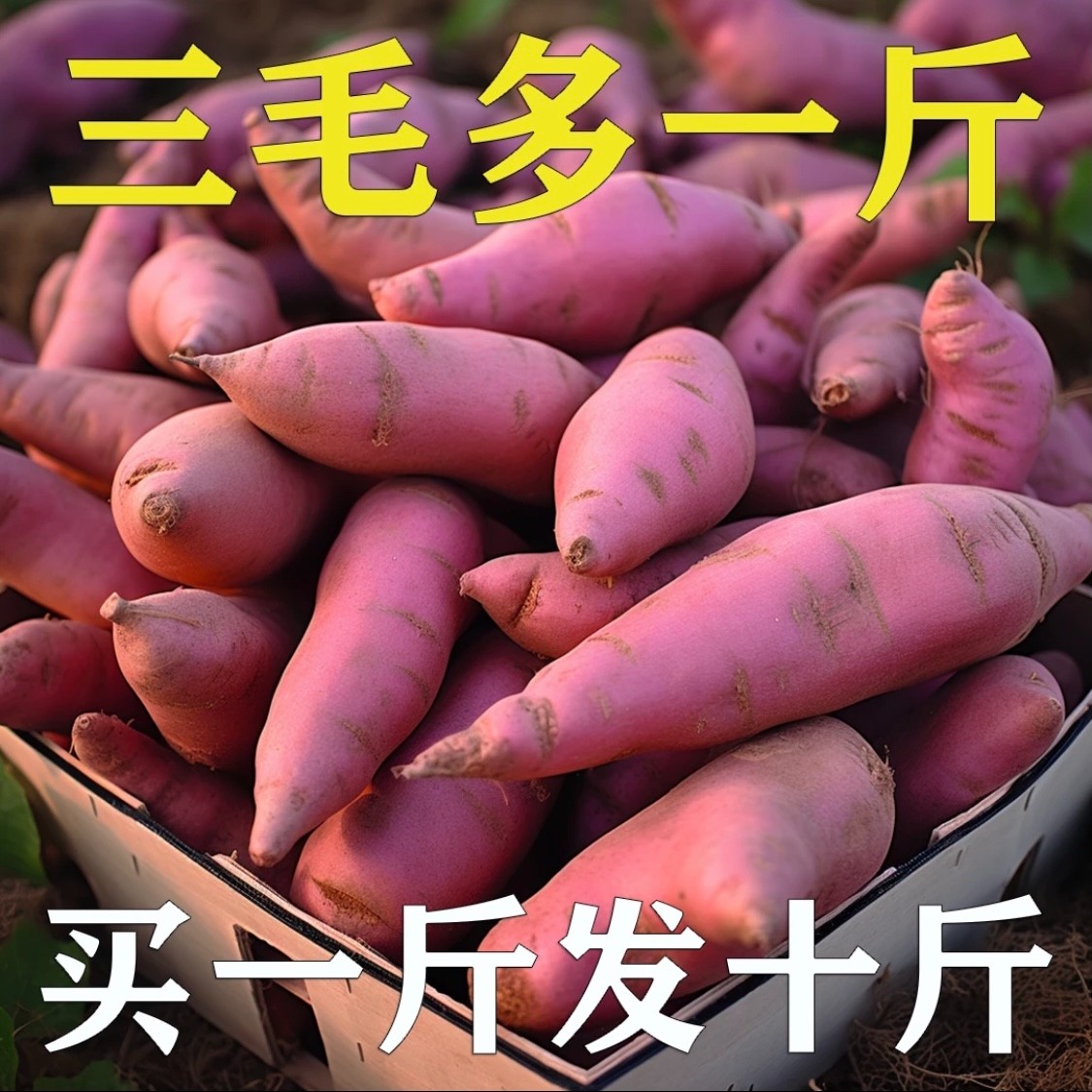 【超低价】超甜沙地红薯1/5/9斤板栗蜜薯批发地瓜产地直发香甜软糯