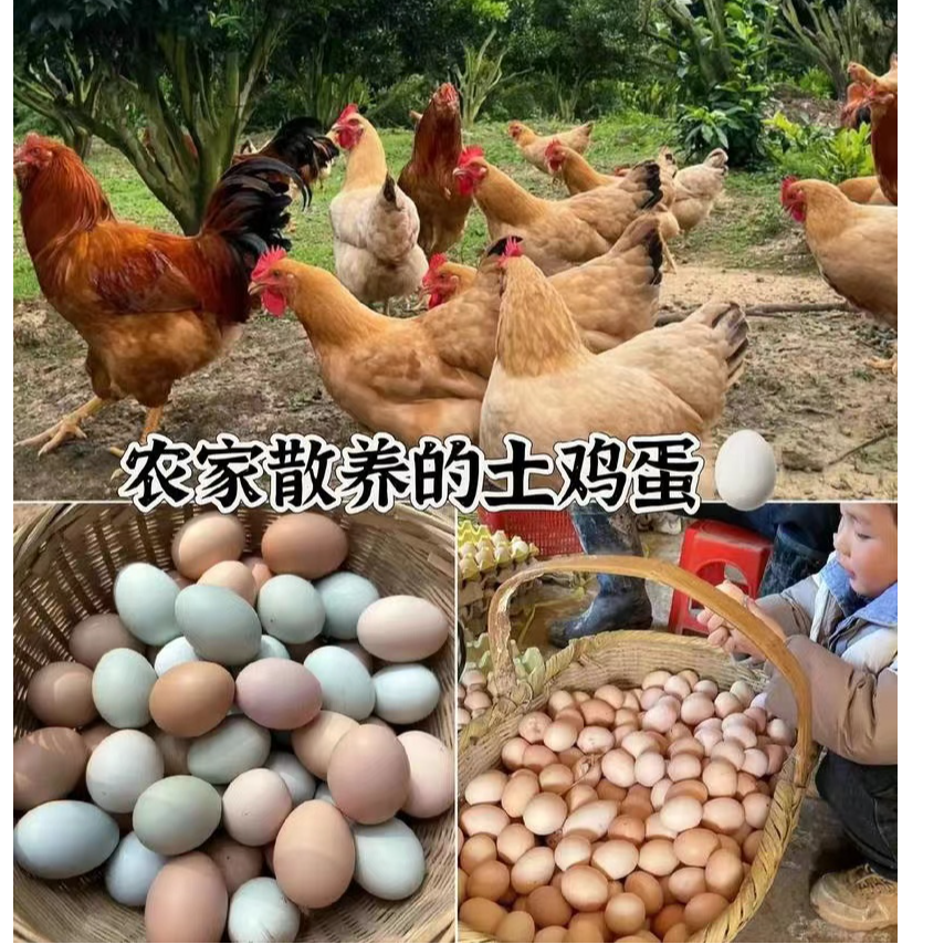 湖北农村正中土鸡蛋30/50个包邮