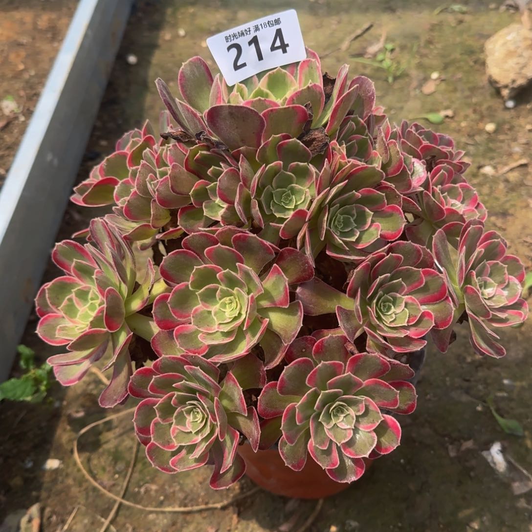 214安娜 多肉植物