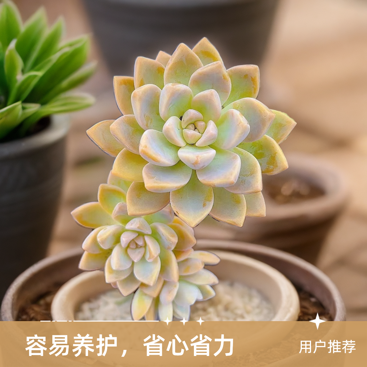 淡雪2颗脱土小谢多肉植物庭院空气耐旱上盆种植固定散