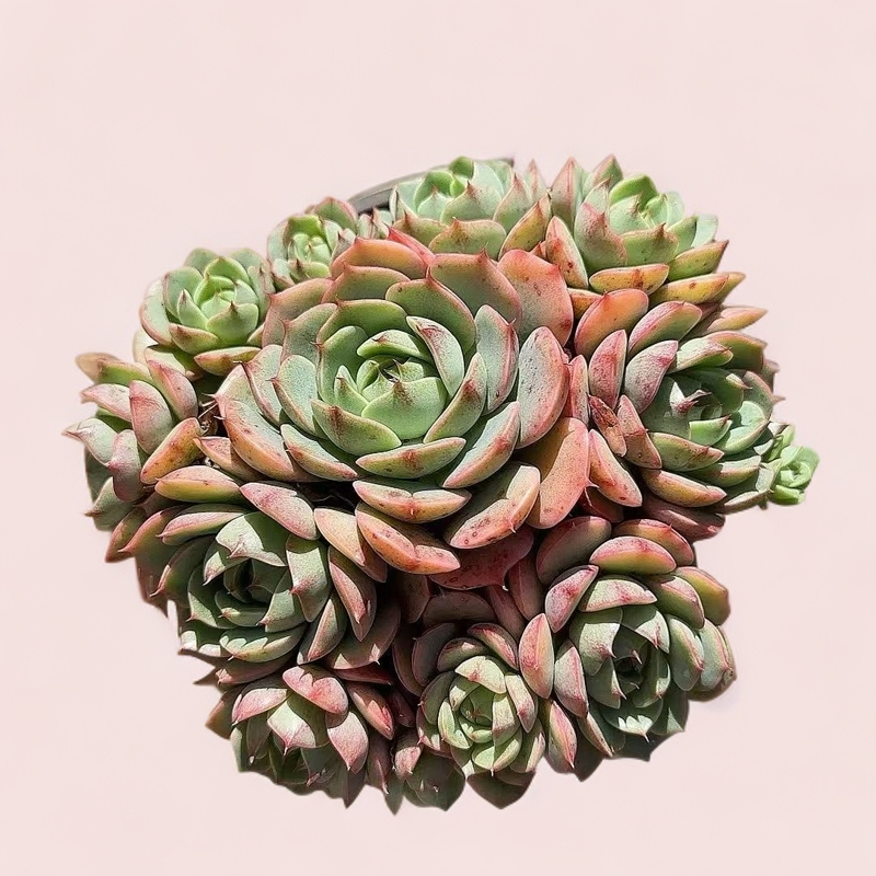 苯巴脱土小谢多肉多肉植物庭院空气耐旱上盆种植固定