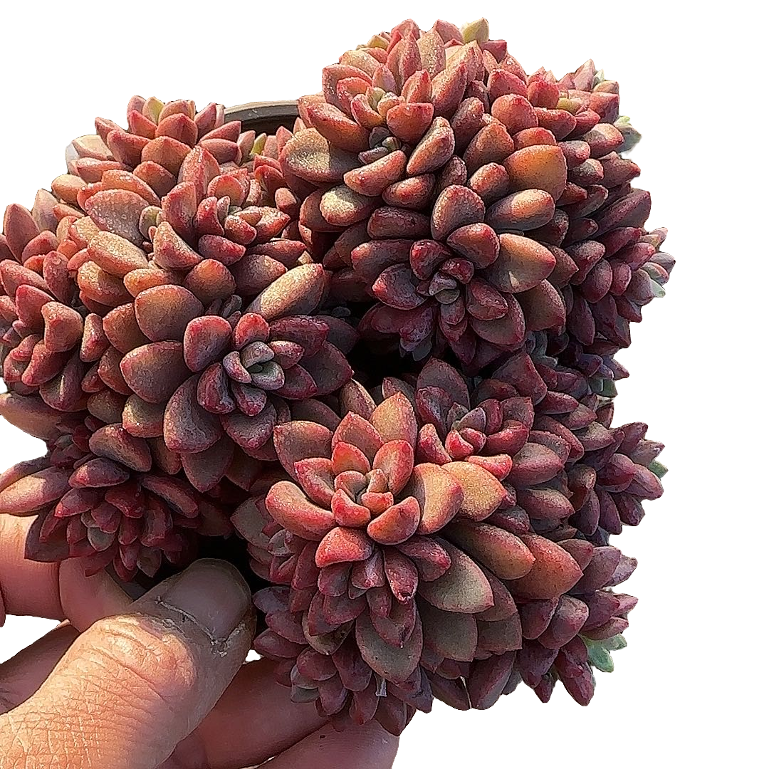 紫心带盆小谢多肉植物庭院净化空气