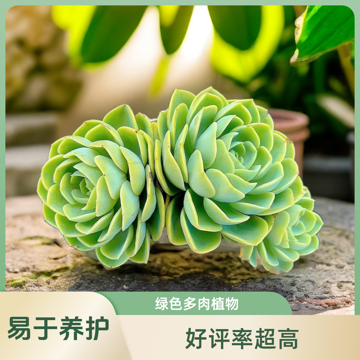 哈密瓜脱土  小谢多肉植物庭院空气耐旱上盆种植固定