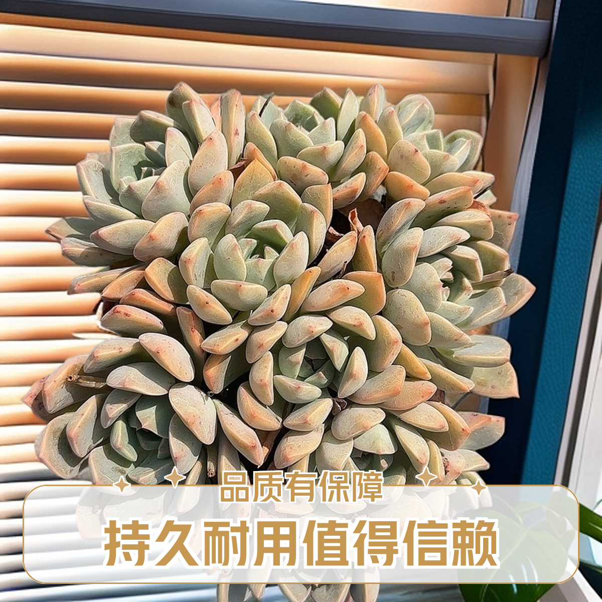 红粉佳人3颗处理 小谢多肉植物庭院空气上盆种植