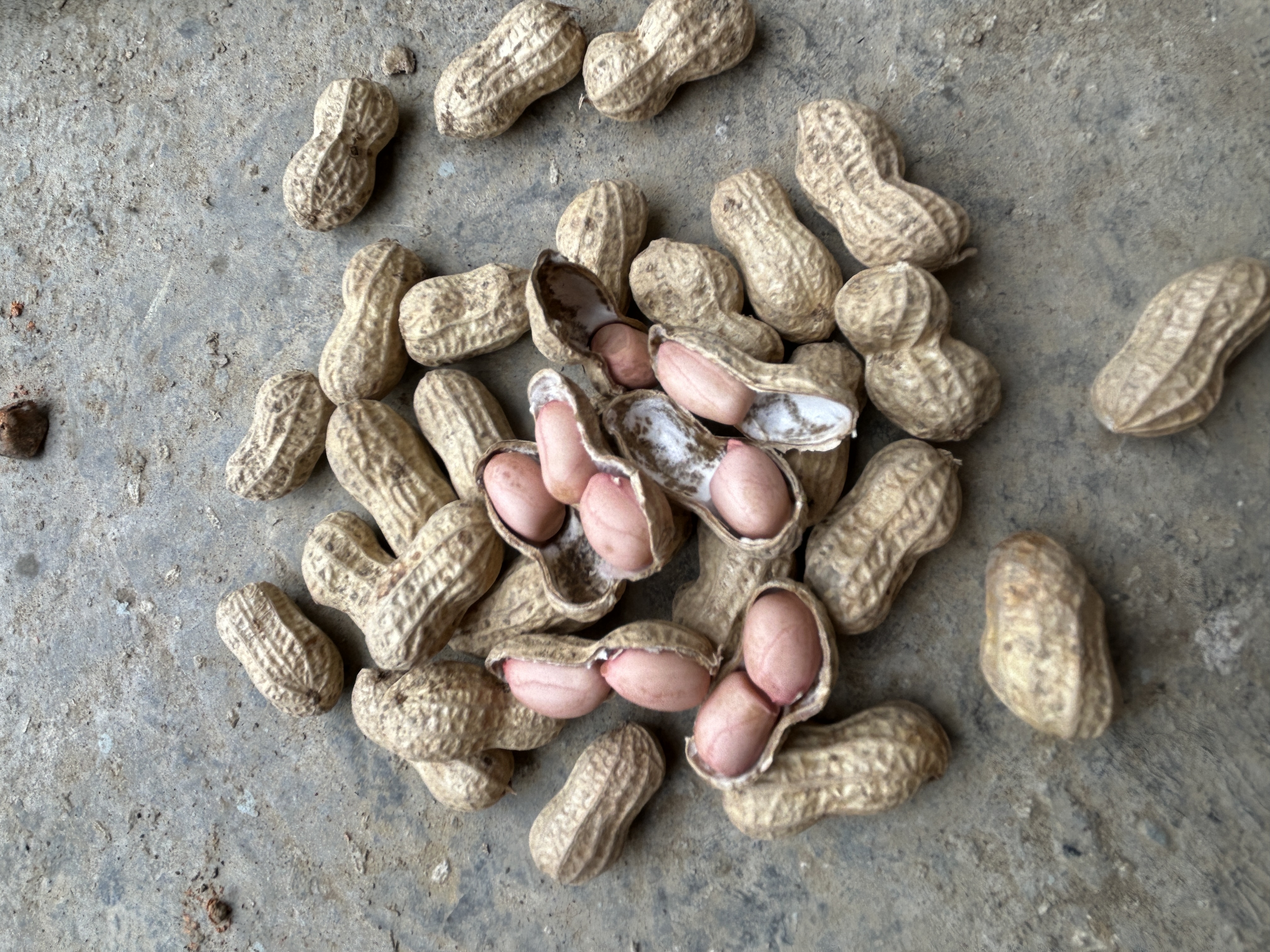 贵州农家本地老品种干花生