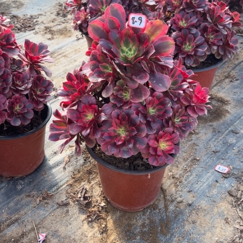 8-9美杜莎多肉植物