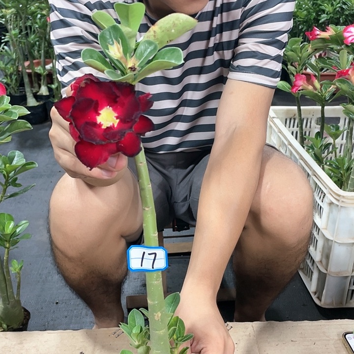 远*原生重瓣带盆土发货17