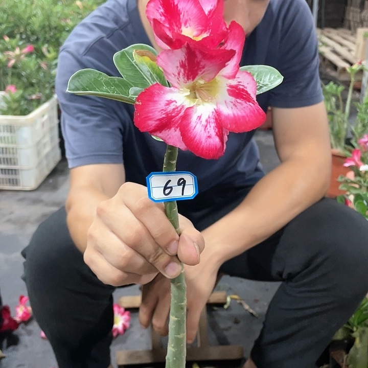 美**活原生单瓣带盆土发货69