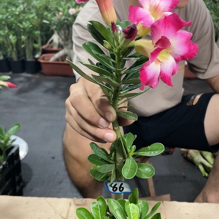 樱**逸原生单瓣带盆土86