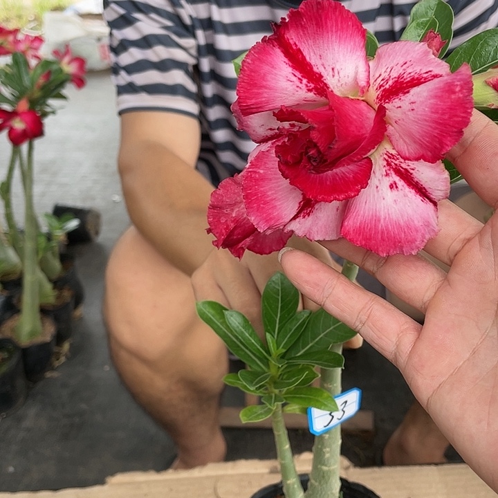 澄**你原生重瓣带盆土发货33