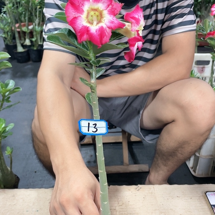 叶****仁原生单瓣带盆土发货13