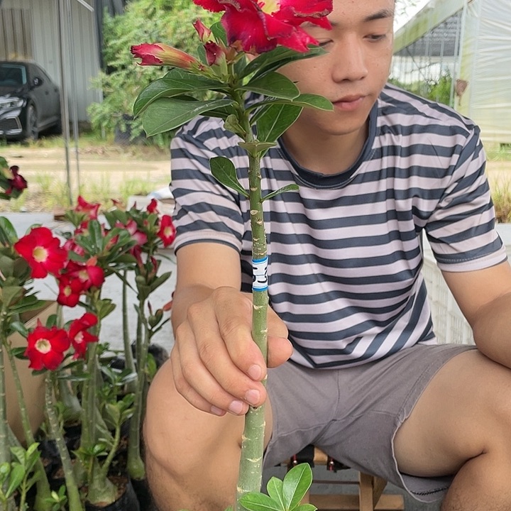 美**活原生重瓣带盆土发货53