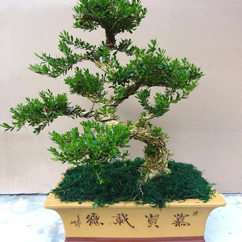 盆景直播间专拍（一物一拍）
