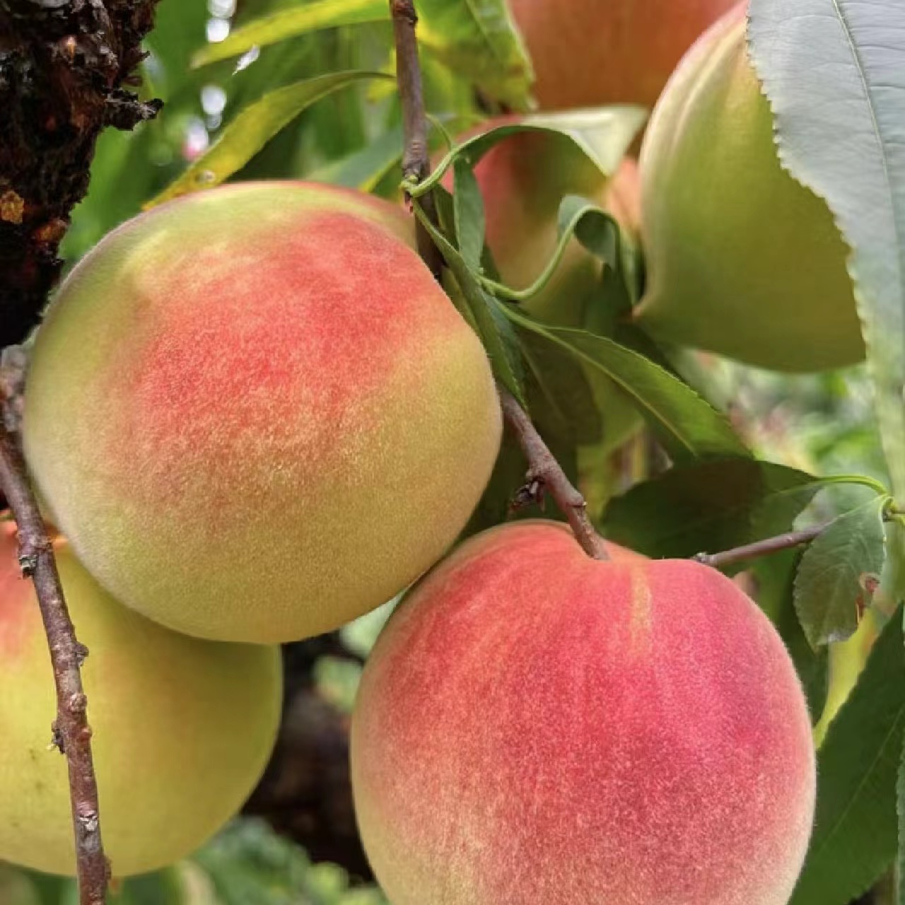 小孙苗木七月上旬成熟脆甜 鹰嘴桃苗水果树苗 南北方嫁接