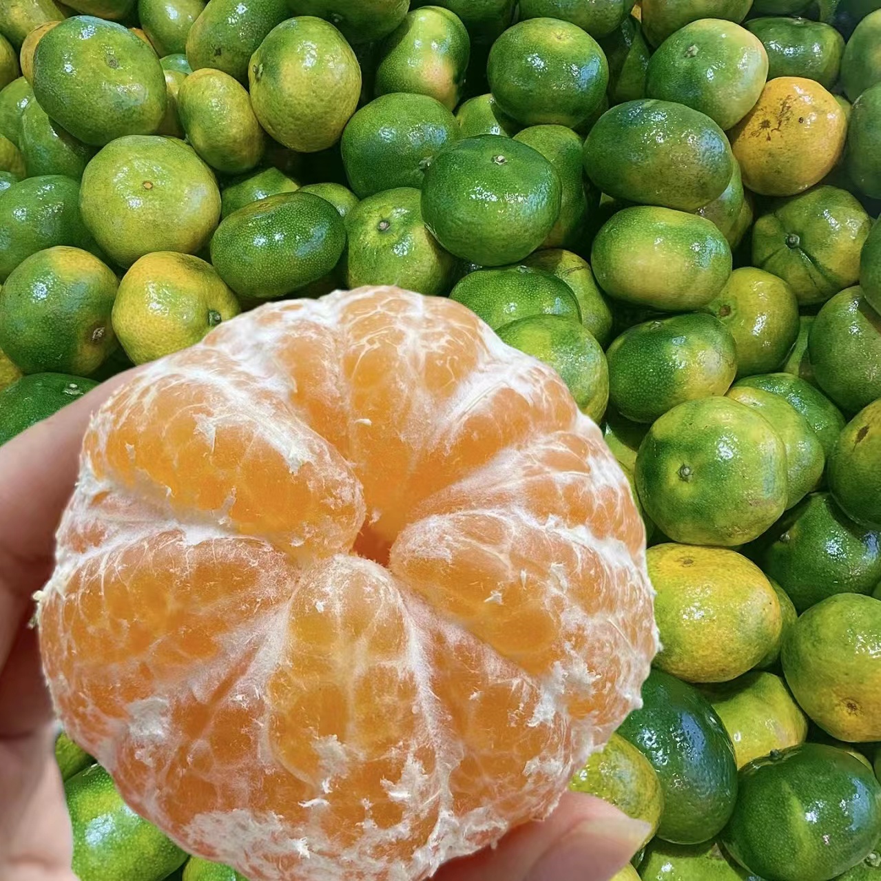 小孙苗木 十一月成熟甘甜抗寒黄岩蜜桔南北方嫁接水果树苗