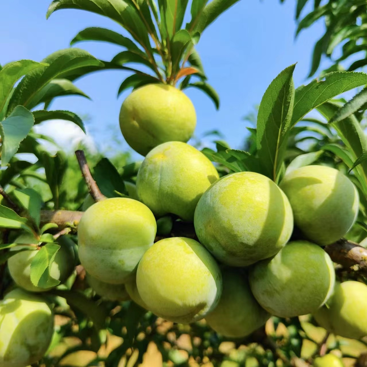 小孙苗木六月成熟离核 蜂糖李果苗南北方嫁接水果树苗