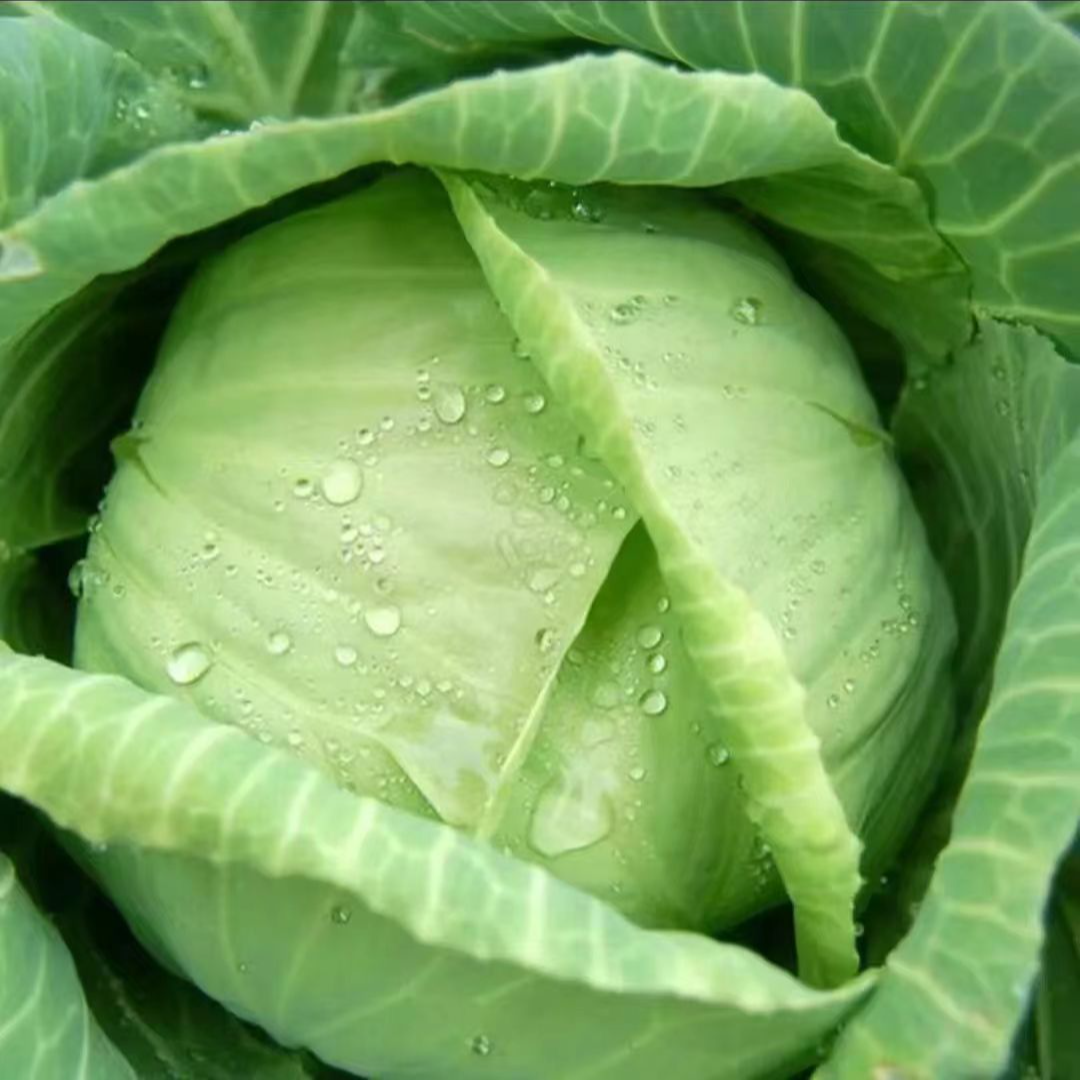 四季水果甘蓝苗包心包菜甜脆卷心菜种苗高产莲花白春季秋