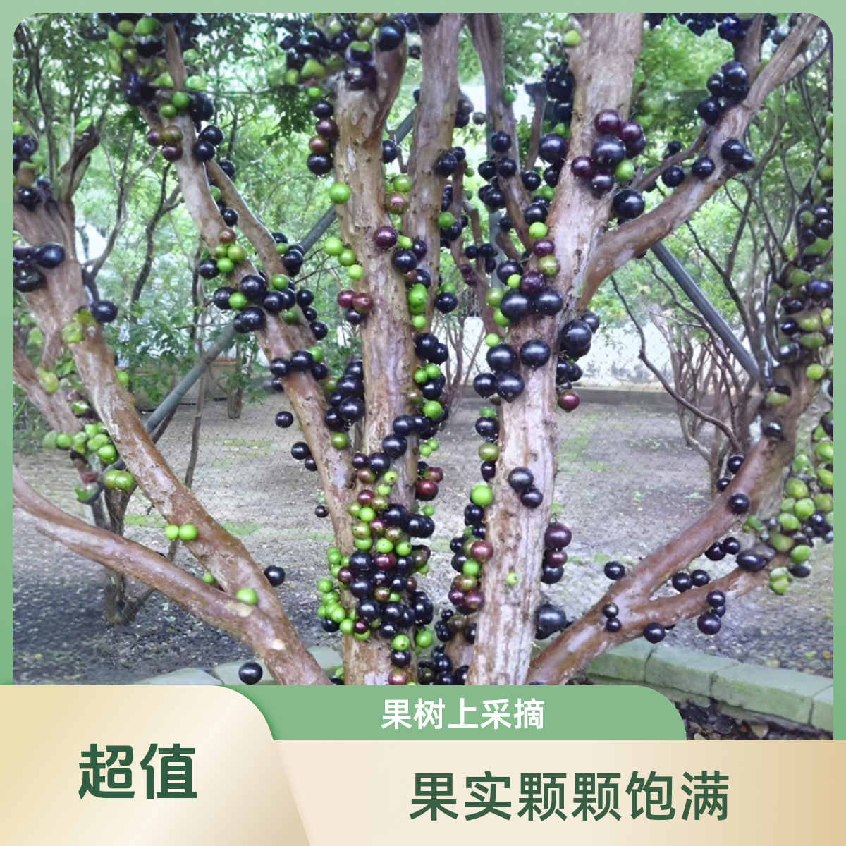 沙巴嘉宝果果苗种植采摘发货果葡萄树葡萄一楼嘉宝果树苗果树盆栽