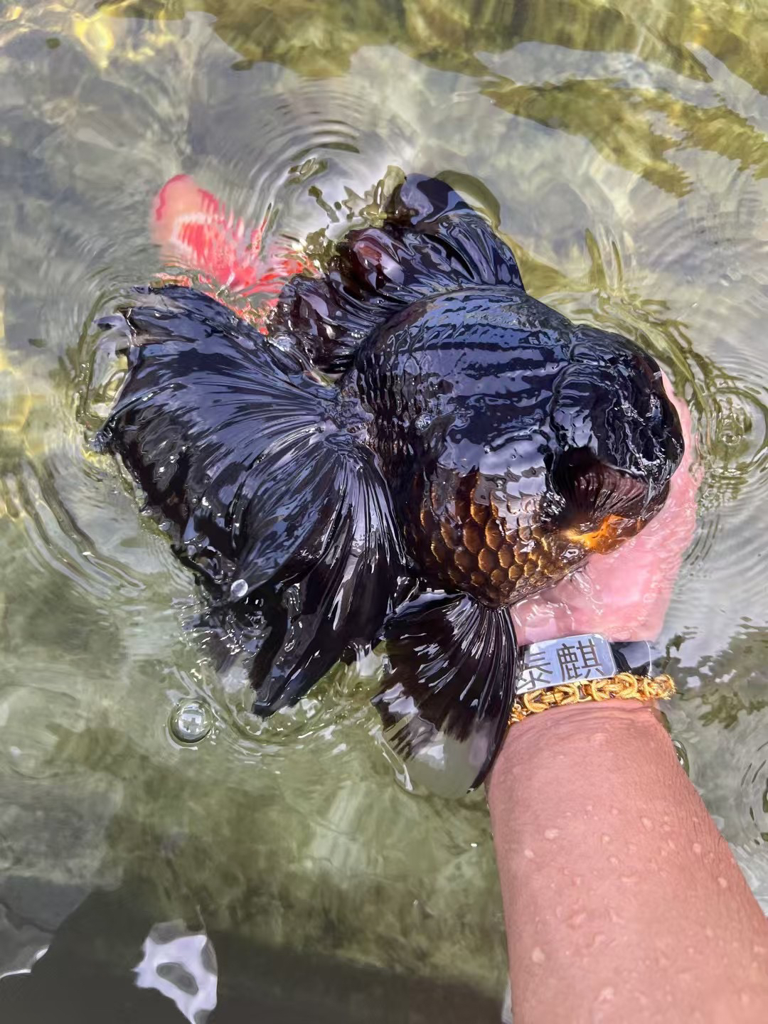 泰国进口原泰金鱼鱼批发水宠鲜活包邮大鱼泰狮活鱼观赏鱼活体鱼